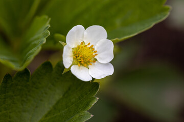 White flowers of garden strawberries on a natural background. Detailed macro view.