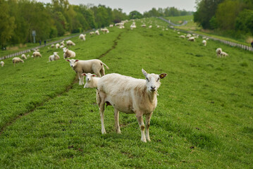 shorn sheep is standing on a dike in the district Wesermarsch (Germany) - other sheep can be seen blurred in the background
