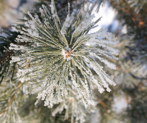 Green branches of a Christmas tree, covered with snow in winter, on a sunny day.