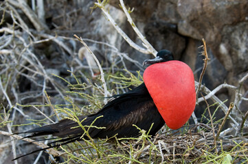 Great Frigatebird, Grote Fregatvogel, Fregata minor