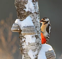 Foto op Aluminium Great Spotted Woodpecker, Grote Bonte Specht, Dendrocopos major © AGAMI