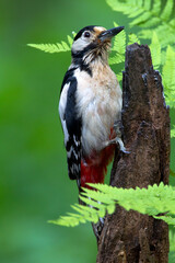 Grote Bonte Specht; Great Spotted Woodpecker; Dendrocopos major
