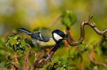 Great Tit, Koolmees, Parus major