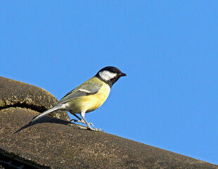 Koolmees, Great Tit, Parus major