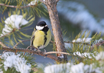 Great Tit, Koolmees, Parus major