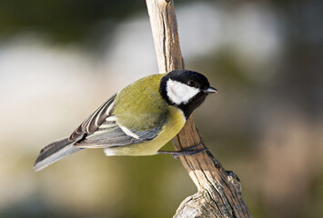 Great Tit, Koolmees, Parus major