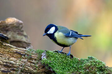 Koolmees, Great Tit, Parus major