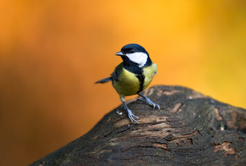 Koolmees, Great Tit, Parus major