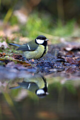 Koolmees, Great Tit, Parus major