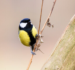 Koolmees, Great Tit, Parus major