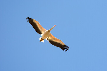 Roze Pelikaan, Great White Pelican