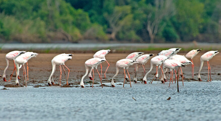 Fototapeta premium Flamingo, Greater Flamingo, Phoenicopterus roseus