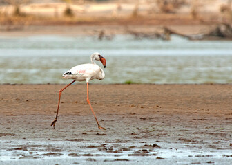 Flamingo, Greater Flamingo, Phoenicopterus roseus