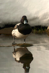 Greater Scaup, Toppereend, Aythya marila
