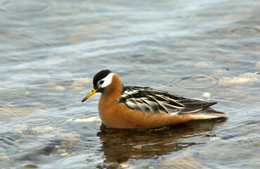 Rosse Franjepoot; Grey Phalarope; Phalaropus fulicarius