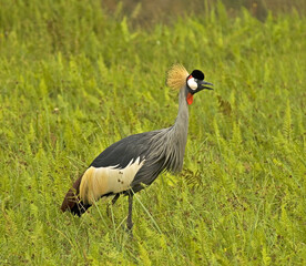 Grey Crowned-Crane, Grijze Kroonkraan, Balearica regulorum