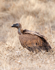 Vale Gier, Griffon Vulture, Gyps fulvus