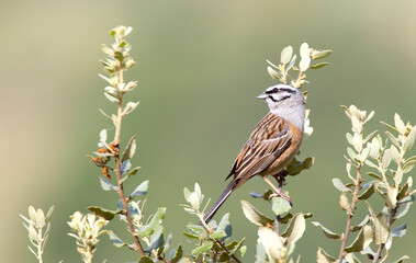 Grijze Gors, Rock Bunting, Emberiza cia