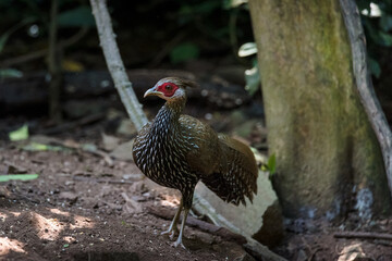 The kalij pheasant (Lophura leucomelanos) is a pheasant found in forests