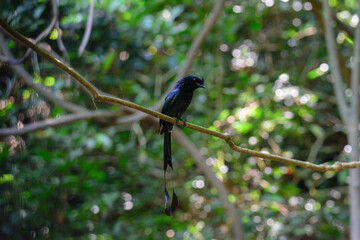 The greater racket-tailed drongo (Dicrurus paradiseus)