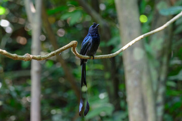 The greater racket-tailed drongo (Dicrurus paradiseus) 