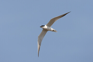 Fototapeta premium Lachstern, Gull-billed Tern, Gelochelidon nilotica