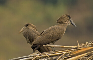 Hamerkop, Hamerkop, Scopus umbretta