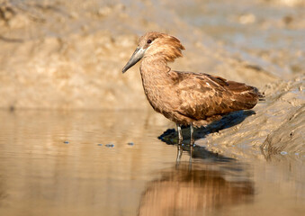 Hamerkop, Scopus umbretta