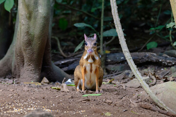 Obraz premium Lesser mouse-deer (Tragulus kanchil) walking in real nature at Kengkracharn National Park,Thailand.