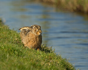 European Hare, Europese haas,Lepus europaeus