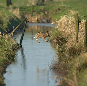European Hare, Europese haas, Lepus europaeus