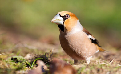 Appelvink, Hawfinch, Coccothraustes coccothraustes