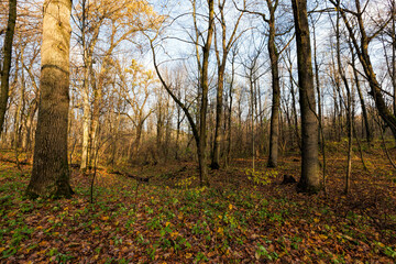 maple foliage in autumn leaf fall