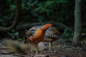 Ferruginous Partridge searching for food on the ground in the jungle