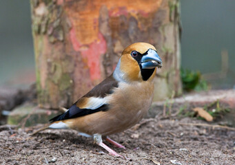 Fototapeta premium Appelvink, Hawfinch, Coccothraustes coccothraustes