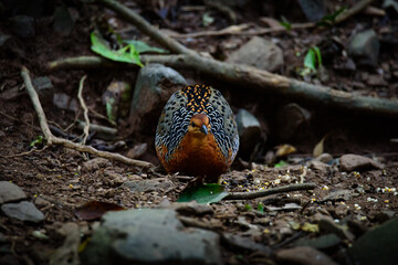 Ferruginous Partridge searching for food on the ground in the jungle