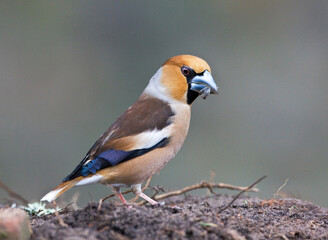 Appelvink, Hawfinch, Coccothraustes coccothraustes