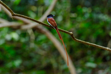 Asian Paradise Flycatcher ,Pair of birds