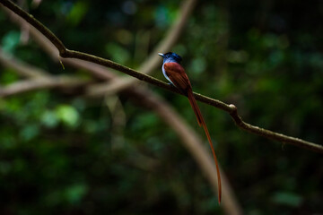 Asian Paradise Flycatcher ,Pair of birds