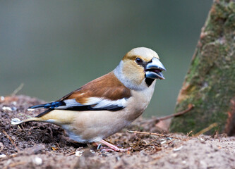 Appelvink, Hawfinch, Coccothraustes coccothraustes