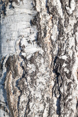 background birch bark tree trunk