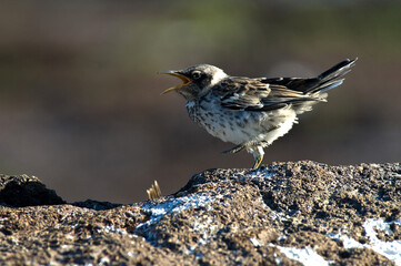 Kapspotlijster, Hood Mockingbird, Mimus macdonaldi