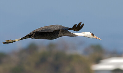 Hooded Crane, Monnikskraanvogel, Grus monacha