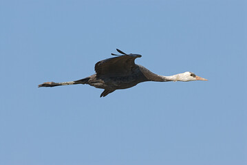 Hooded Crane, Monnikskraanvogel, Grus monacha