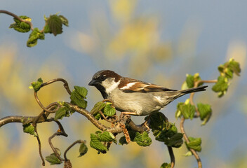 House Sparrow, Huismus, Passer domesticus