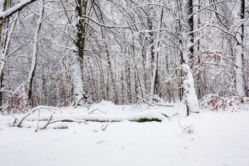 Snowy forest in idyllic winter landscape.