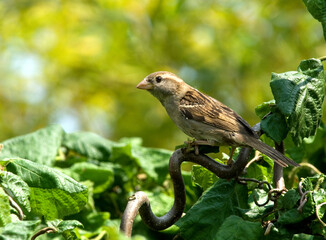 Huismus, House Sparrow, Passer domesticus