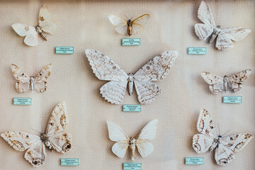 Fototapeta na wymiar Collection of dried insects, butterflies under glass