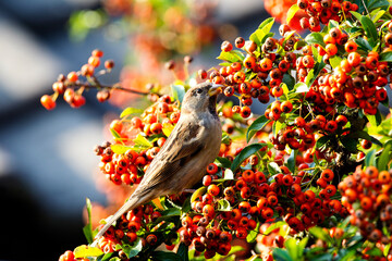 Huismus, House Sparrow, Passer domesticus