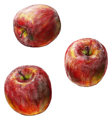 りんごの写実的な手描き水彩画風イラスト（個別・影なし）